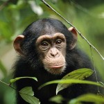 331255__baby-chimpanzee_p
